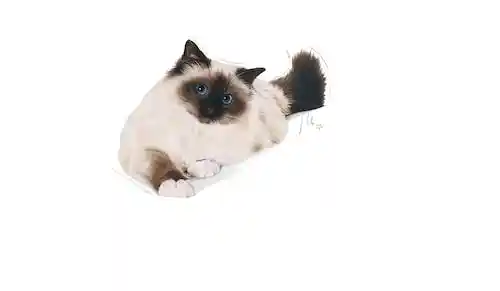 غذای خشک گربه رویال کنین مدل Hairball Care بسته 2