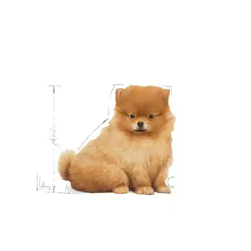 غذای خشک سگ رویال کنین مدل Mini Indoor Puppy وزن 1.5 کیلوگرم - تصویر 7