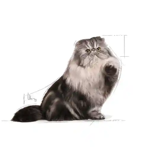 پوچ گربه رویال کنین مدل Persian Adult
