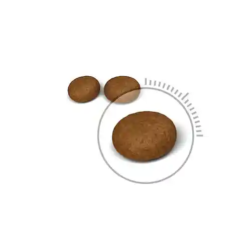 غذای خشک گربه رویال کنین مدل Hair and Skin وزن 10