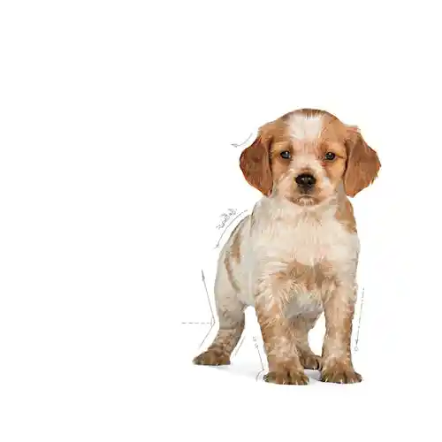 غذای خشک توله سگ رویال کنین مدل Medium Puppy