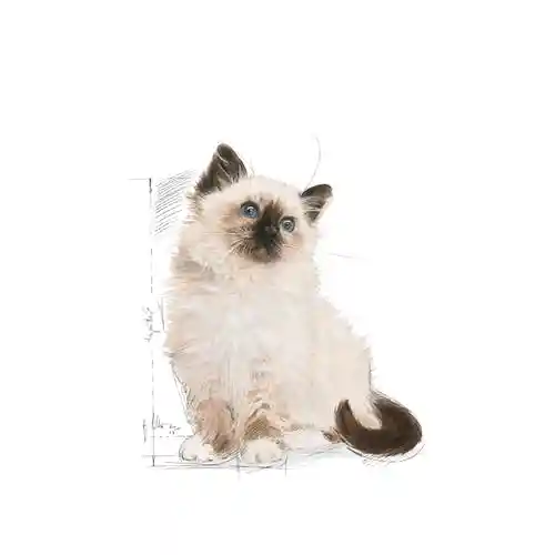غذای خشک بچه گربه رویال کنین مدل Kitten بسته 400