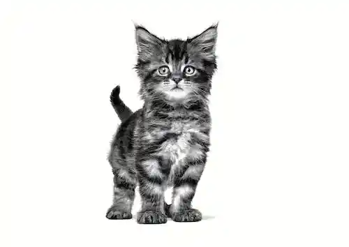 غذای خشک بچه گربه رویال کنین مدل Gastrointestinal Kitten