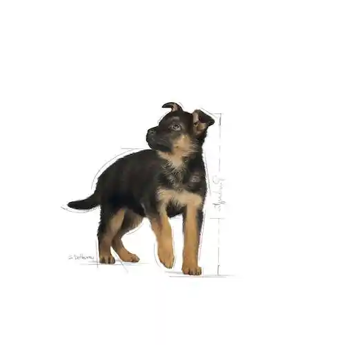 غذای خشک توله سگ رویال کنین مدل Maxi Puppy بسته 15