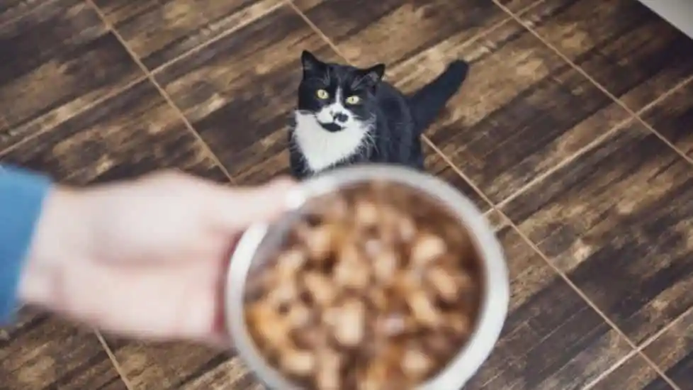 توصیه هایی برای تغذیه گربه😺 ها + غذاهای مناسب گربه ها