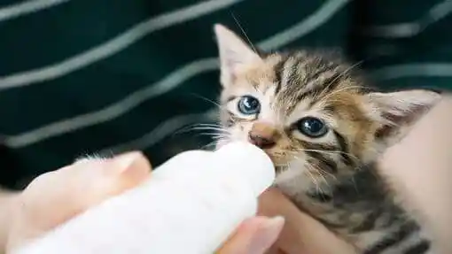 گربه تا چند ماهگی شیر میخوره؟ ( چگونگی از شیر گرفتن بچه گربه )