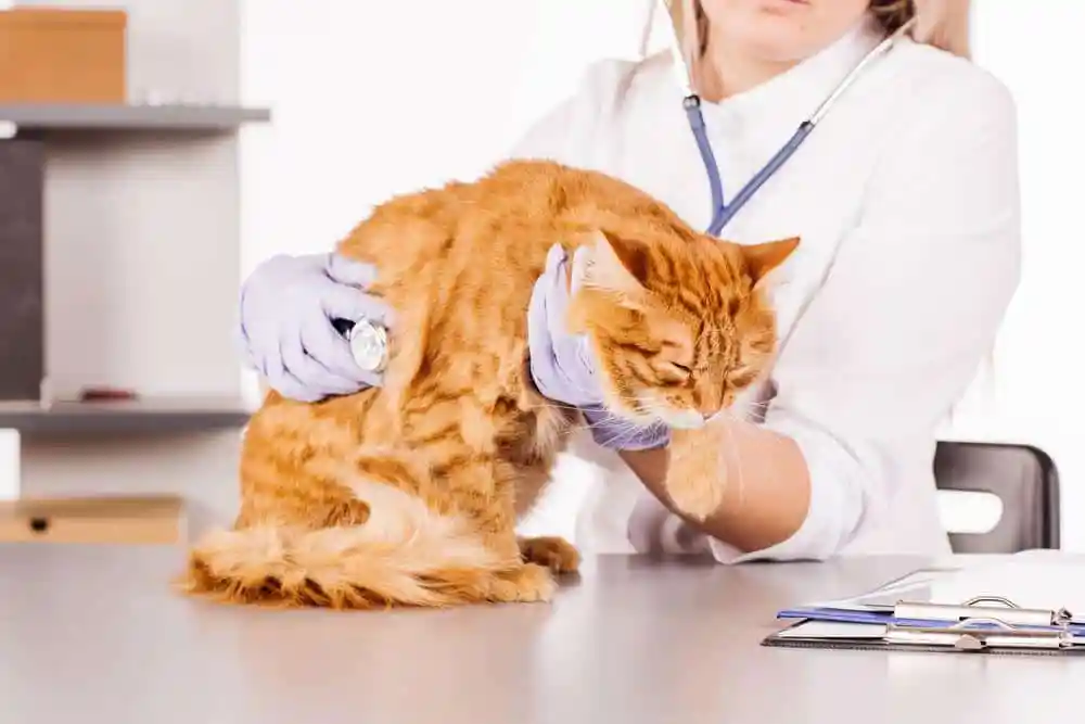 علت استفراغ گربه ها😺