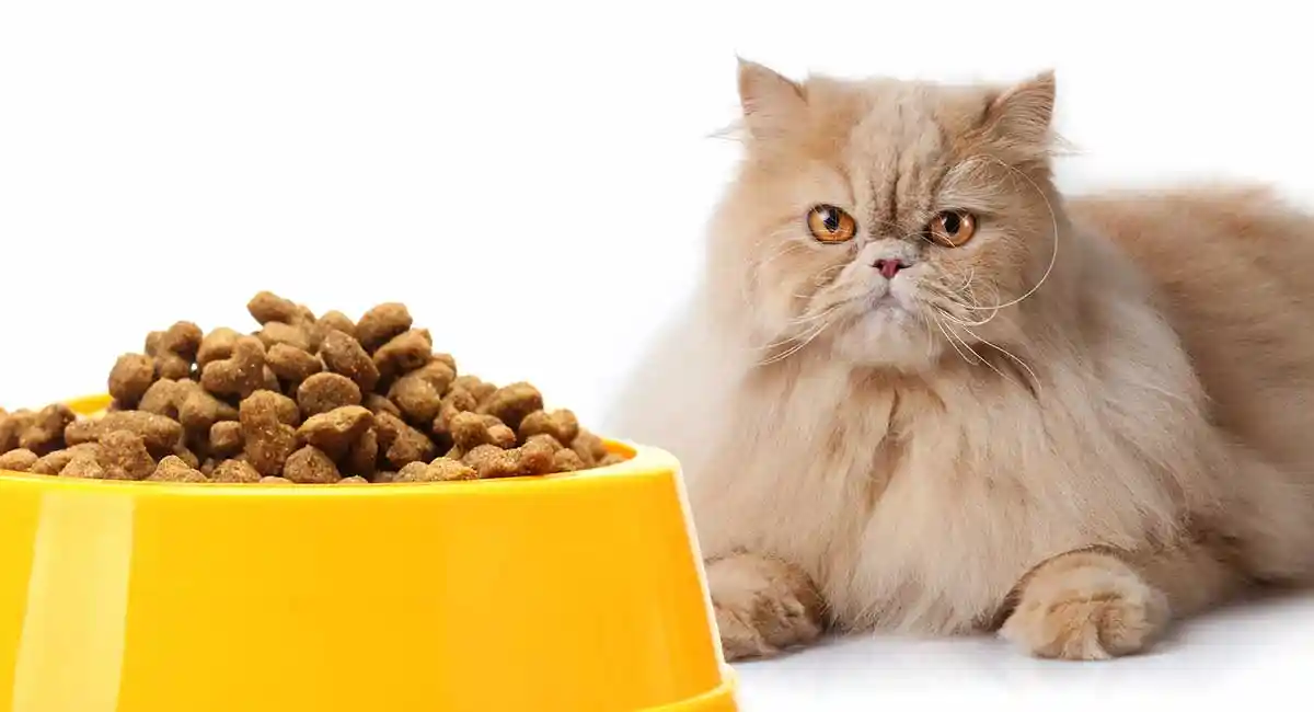 بهترین غذا برای گربه پرشین + غذای گربه پرشین