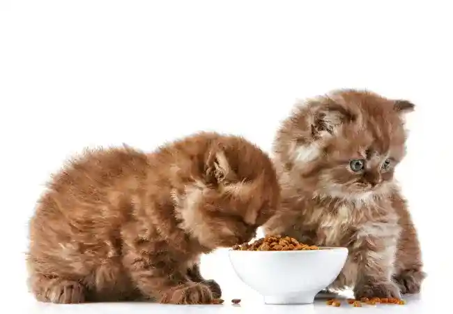 غذای بچه گربه