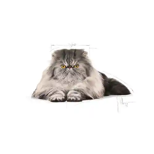 غذای گربه رویال کنین پرشین (Persian Adult) بسته ۱ کیلویی (فله)