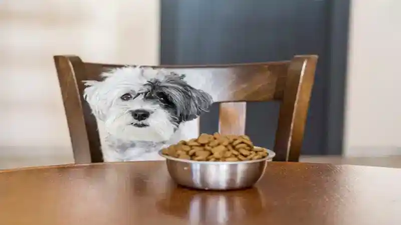 غذای سگ شیتزو + غذاهای ممنوعه برای سگ شیتزو چیست؟